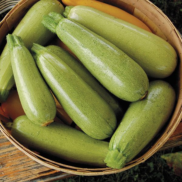 Summer Squash/Zucchini – Ever Green Farm CSA