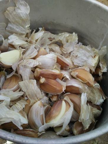Garlic Seed 2